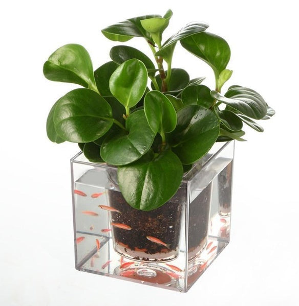 Pastoral style clear indoor plant planter